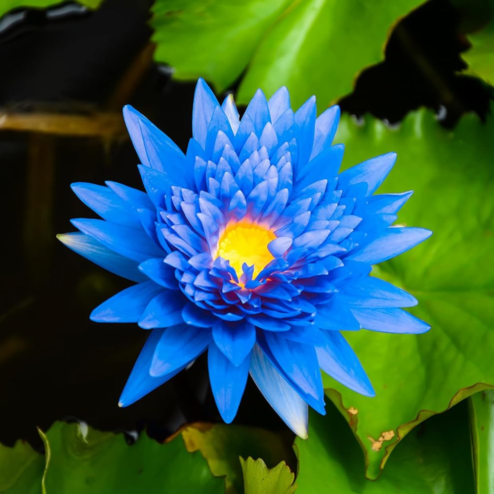 Unveiling the Mystical Blue Lotus Oil Benefits